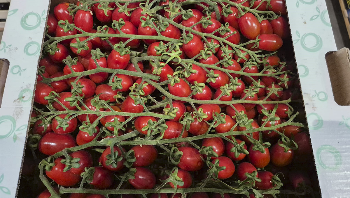 Datterino - Sicilia - 3/3,50 euro al chilogrammo